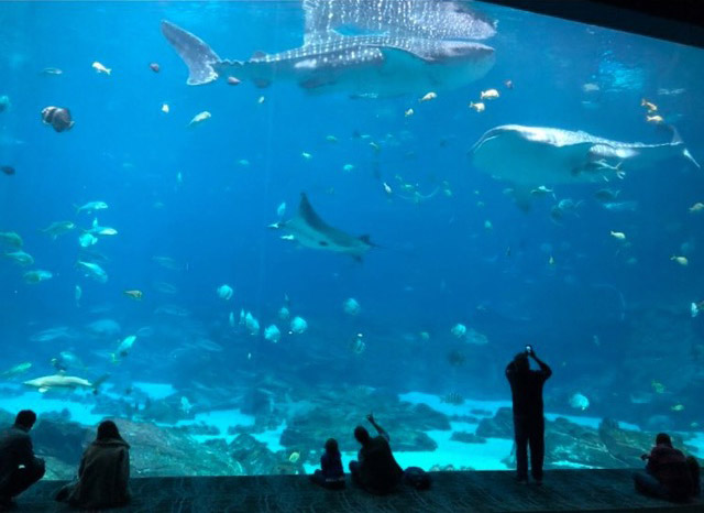 アメリカ最大！アトランタの水族館　ジョージア水族館