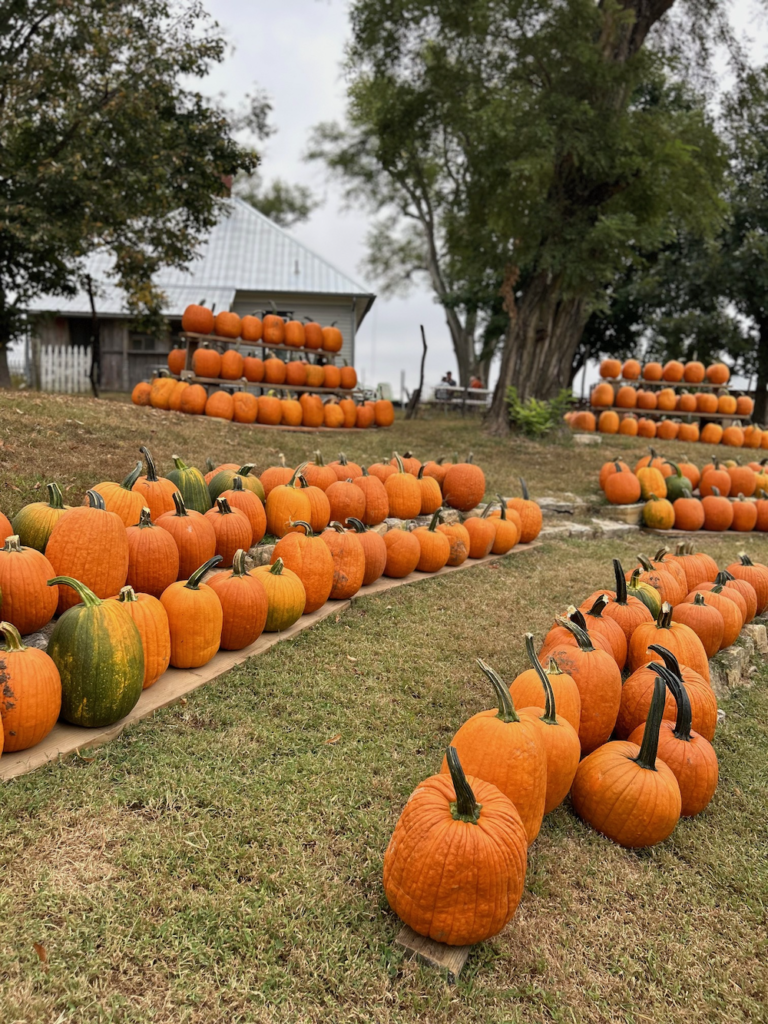 今の時期だけのFarmへ行こう〜Pumpkin Patch〜