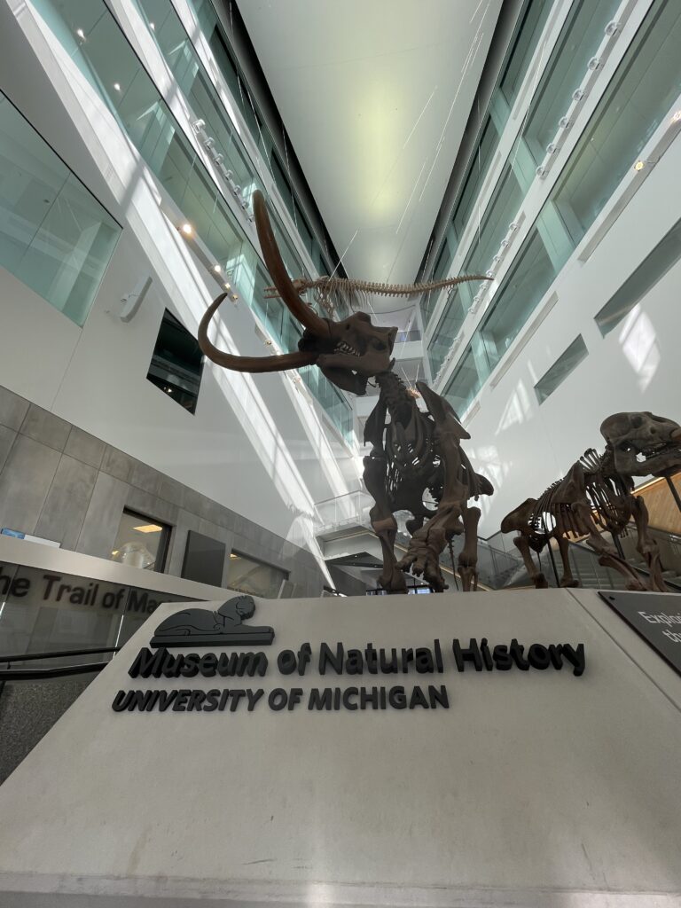 大人も子供も楽しめる、 ミシガン大学自然史博物館